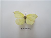 藏品(臺灣鉤粉蝶)的圖片